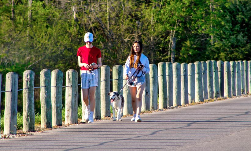 犬の散歩をするカップル