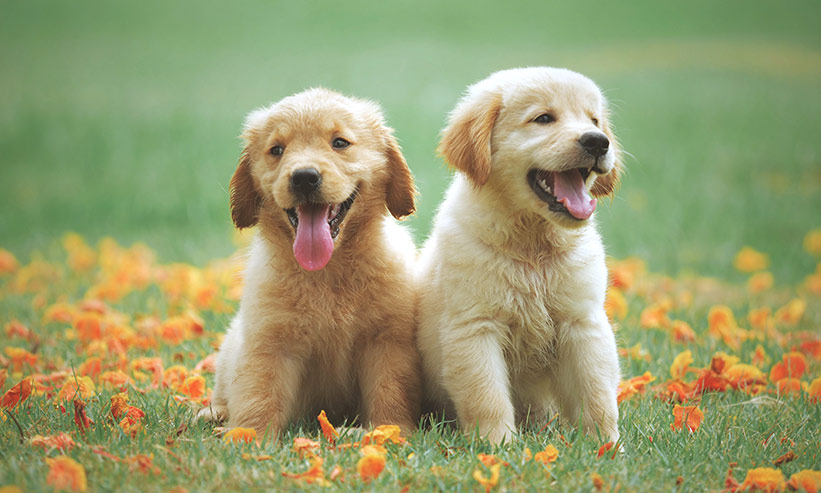 花畑にいる2匹の子犬
