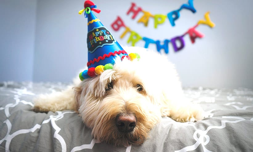 誕生日を祝ってくれる犬